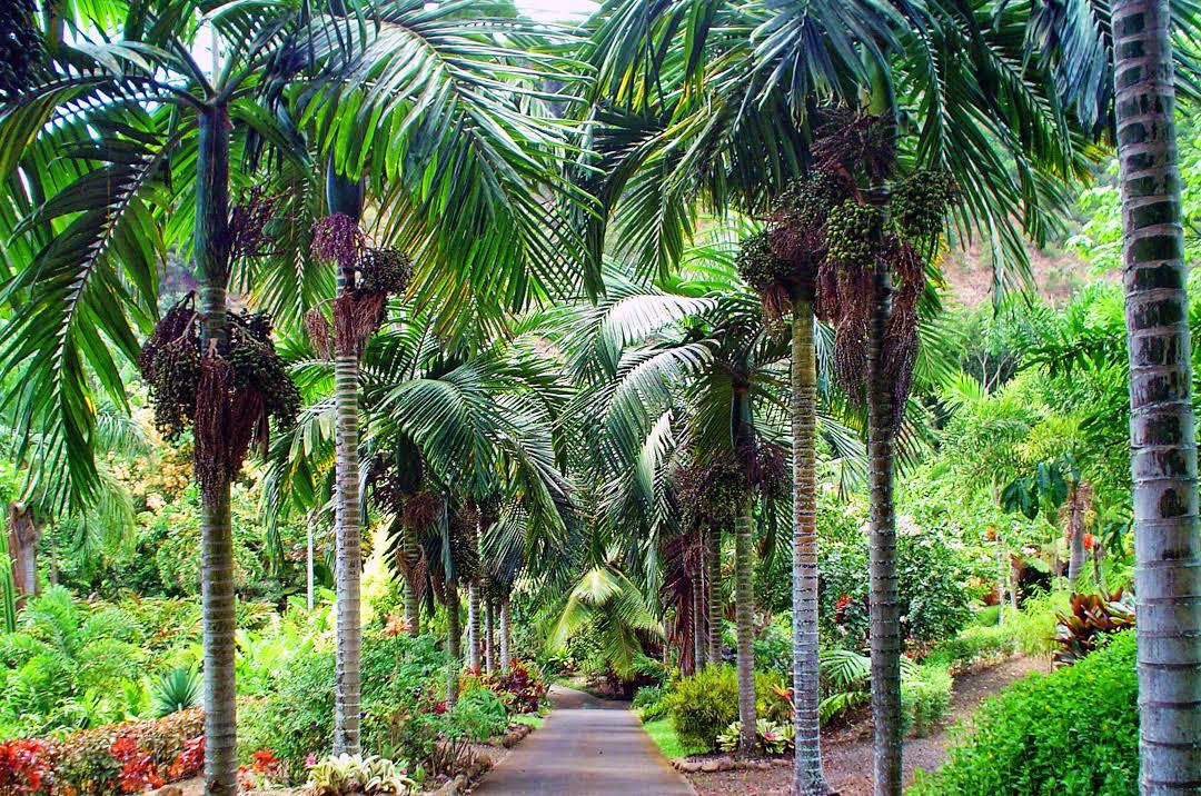 Maui Nui Botanical Gardens