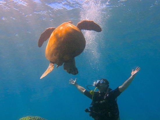 Banyan Tree Divers