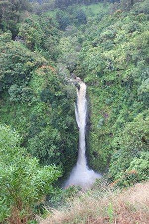 Jungle Tours Maui