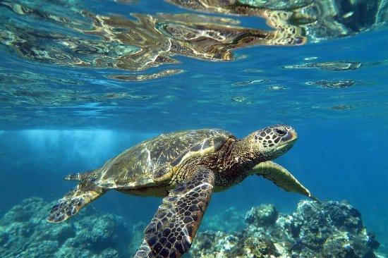 Maui Ocean Rentals