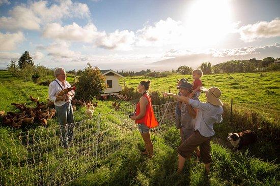 Maui Bees